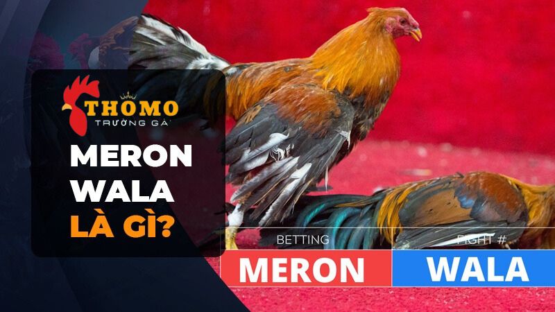 Meron Là Gì Thuật Ngữ Và Bí Kíp Cá Cược Đá Gà Tại Alo789