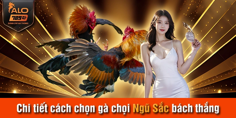 Chi tiết cách chọn gà chọi Ngũ Sắc bách thắng